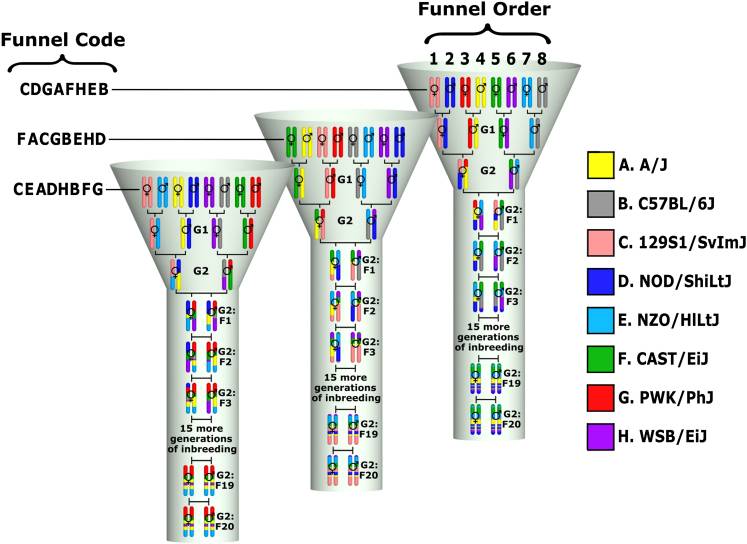 Collaborative Cross Breeding Scheme